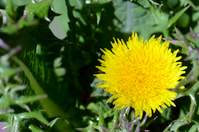 Spiny Sowthistle has yellow or pale-yellow flowers on short bristly-glandular stalks and they look remarkably similar to the common Dandelion. Sonchus asper